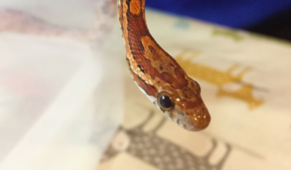 Devon woman finds snake in bathroom The Exeter Daily